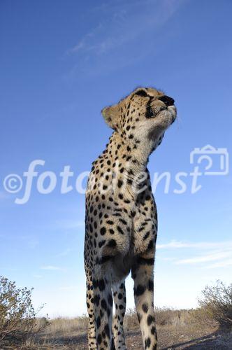 In Namibia gibt es die meisten Leoparden auf der Welt. Rund ein Drittel der vom Aussterben bedrohten Spezies lebt hier. 