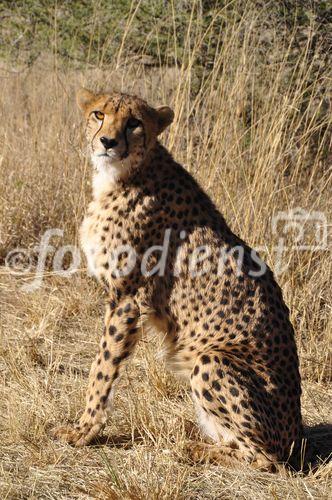 In Namibia gibt es die meisten Leoparden auf der Welt. Rund ein Drittel der vom Aussterben bedrohten Spezies lebt hier. 