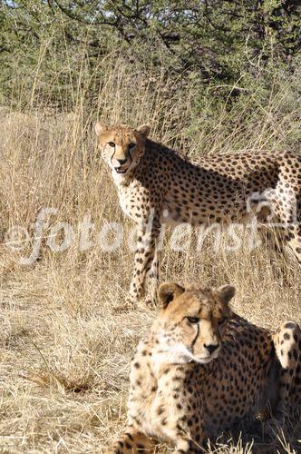 In Namibia gibt es die meisten Leoparden auf der Welt. Rund ein Drittel der vom Aussterben bedrohten Spezies lebt hier. 