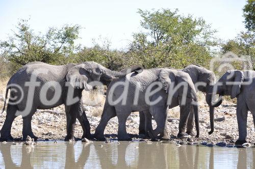 Elefanten am Wasserloch im Etosha Nationalpark