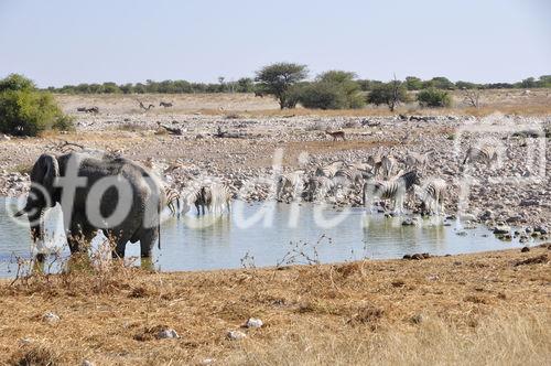 Elefanten am Wasserloch im Etosha Nationalpark