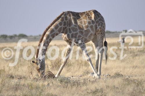 Der Etosha Nationalpark ist einer der ältesten Natur- und Tierschutzgebiete der Welt und wurde 1903 gegründet. 