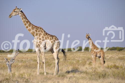 Der Etosha Nationalpark ist einer der ältesten Natur- und Tierschutzgebiete der Welt und wurde 1903 gegründet. 