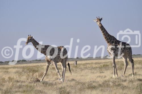 Der Etosha Nationalpark ist einer der ältesten Natur- und Tierschutzgebiete der Welt und wurde 1903 gegründet. 