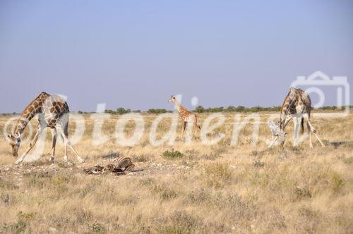 Der Etosha Nationalpark ist einer der ältesten Natur- und Tierschutzgebiete der Welt und wurde 1903 gegründet. 