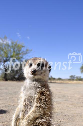 Erdmännchen sind sehr neugierig, verspielt und äusserst wachsam. 