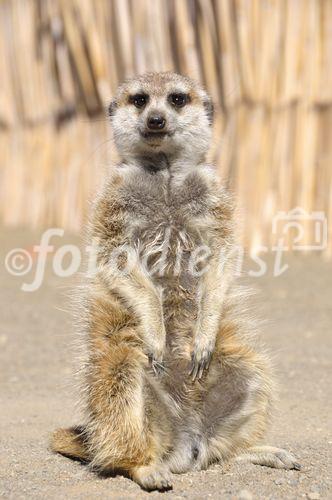 Erdmännchen sind sehr neugierig, verspielt und äusserst wachsam. 