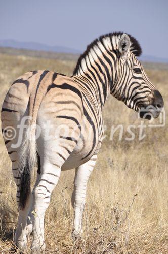 Zebra im Etosha Nationalpark