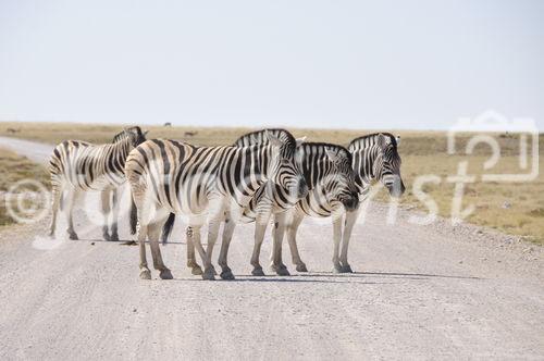 Zebraherde im Etosha Nationalpark