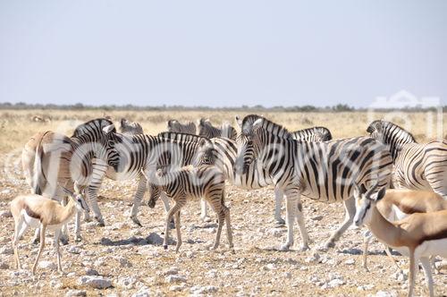 Zebraherde im Etosha Nationalpark