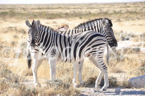 Zebras Im Etosha Nationalpark