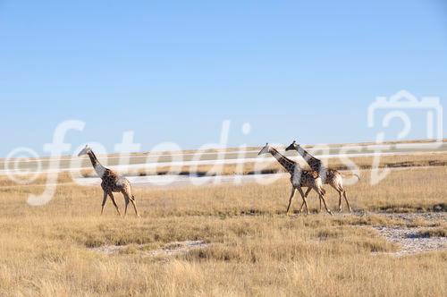 Giraffen beim Namutomi Camp im Etosha Nationalpark. Girafs at Namutomi Camp in Etosha.