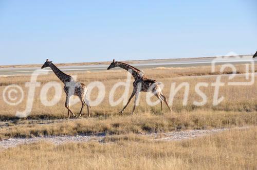 Giraffen  beim Namutomi Camp im Etosha Nationalpark. Girafs at Namutomi Camp in Etosha.