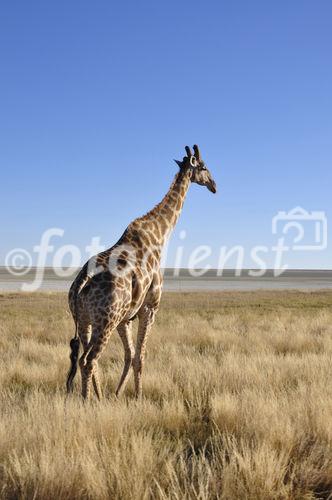 Giraffe  beim Namutomi Camp im Etosha Nationalpark. Giraf near Namutomi Camp in Etosha.