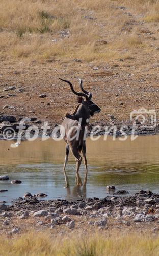 Ein prächtiger Kudu im Etosha Nationalpark. Über 20 Antilopenarten und 114 Säugetierarten sind hier zu sehenA huge Kudu in Etosha Nationalpark. More than 20 different antilopes can be seen here. 