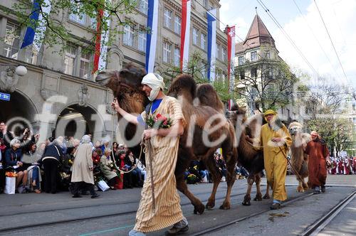 Die Kamele der Zunft Kambel stolzieren am Zürcher Sechseläuten-Umzug durch die Bahnhofstrasse. 