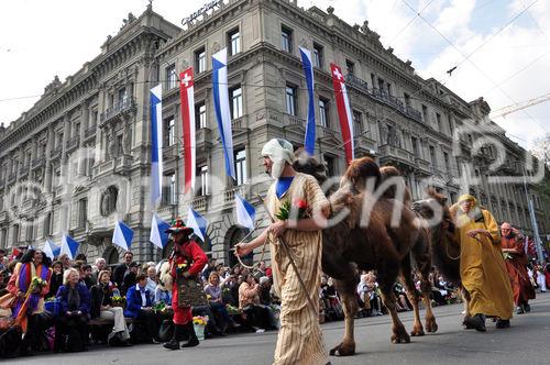 Die Kamele der Zunft Kambel stolzieren am Zürcher Sechseläuten-Umzug durch die Bahnhofstrasse und am Paradeplatz vorbei. 
