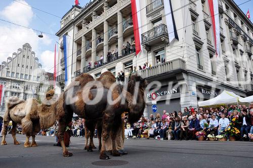 Die Zunft Kämbel defiliert mit ihren drei Kamelen am Zürcher Sechseläuten-Umzug entlang am Paradeplatz vorbei. Three camels joining the traditional Sechseläuten-Parade crossing Zürichs Paradeplatz