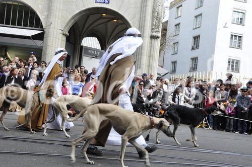 Die Kämbel-Zunftleute tauchen am Zürcher Sechseläutenumzug mit Windhunden auf der BAhnhofstrasse auf.