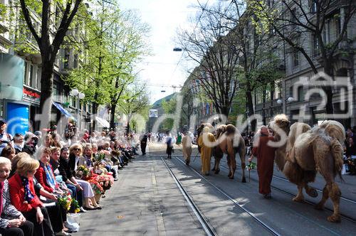 Sechseläuten-Umzug: Die Kamele der Zunft Kambel laufen durch von zehntausenden von Zuschauern gesäumte Bahnhofstrasse. Camels walking through Zürichs Bahnhofstreet at the traditional Sechseläzten-Parade