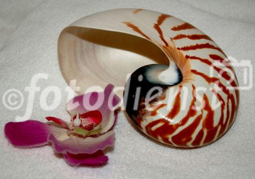 St. Barth Dekoration im Spa des Luxushotel Dorint Maison Messmer in Baden-Baden an bester Lage beim Speilcasino. Das 5-Sterne Hotel hat einen der schönsten mitteleuropäischen Spa’s mit Klimt-Sauna alles aus Mosaiksteinen zusammengesetzt undäusserst geschmackvoll eingerichtet.; Wellness; Gesundheit; Spa; Behandlung; Therapie; Kosmetik; Beauty; Verwöhnen; Urlaub; Erholung; Hotel; Kosmetik; Biodroga; La Prairie; Decleor; Maria Galland; Gertrude Grauber usw.; 

St. Barth decoration in the luxury Spa of the 5-Star Hotel Dorint Maison Messmer in Baden-Baden is a wonderfull; golf-hotel and beyond the have an exeptional stylisch Spa with Klimt-Mosaic-design. Health; wellness; treatments; theraphy; wonderfull cosmetic-products such as; Biodroga; La Prairie; Decleor; Maria Galland; Gertrude Grauber usw.
