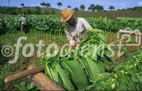 Tabakanbaugebiet Vinales und Pinar del Rio geprägt von der Landwirtschaft und den Feldern der Tabak-Bauern, die hier die weltbesten Zigarren herstellen, tabacco-plantations in Vinales und Pinar del Rio, where cuban farmers are growing the world best cigars