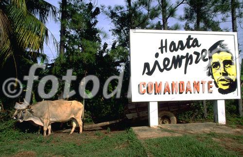Auch die kubanischen Kühe haben sich von Fidels Propaganda demonstrativ abgewandt, The cows too ahave turned away from Fidel Castros propaganda 