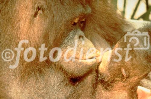 Der Schweizer Foto-Journalist Gerd Müller unterstützt auch die Orang Utan Mutter mit ihrem Baby in der Rehabilitationsstation auf Borneo (BOS) seit Jahren und nun auch über die Tierschutzorganisation Vier-Pfoten 