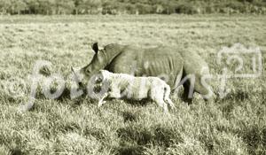 Ungewöhnliche Freundschaften im Tierreich: Das Shamwari Game Reserve von Mantis Collection, einem weltweit mehrfach ausgezeichneten Privat Game Reserve in Südafrika, hat massgeblich zum Schutz der bedrohten Nashörnern beigetragen und in am Kap der guten Hoffnung eine Pionier-Rolle übernommen. Das junge Nashorn und der Steinbock sind die besten Freunde geworden. Der Schweizer Fotojournalist Gerd Müller unterstützt das Projekt seit 1992. 