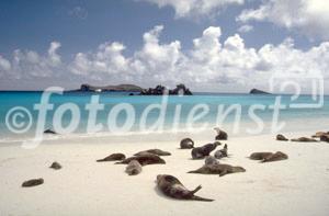 Immer mehr Öko-Touristen wollen die letzten Refugien aussterbender Arten und fantastische Naturreservate sehen, was zur weiteren Zerstörung beiträgt. 