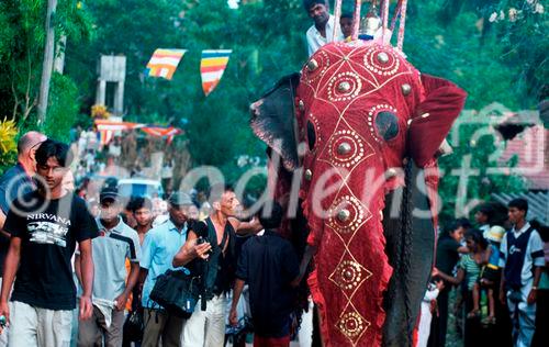 Der Schweizer Foto-Journalist Gerd Müller begeleitet eine Full Moon Hindu-Prozession in Bentota Sri Lanka und nähert sich dem Elefanten