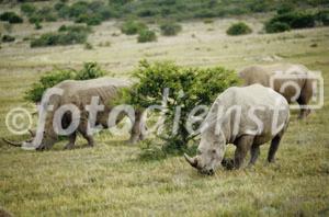 Das Shamwari Game Reserve von Mantis Collection, einem weltweit mehrfach ausgezeichneten Privat Game Reserve in Südafrika, hat massgeblich zum Schutz der bedrohten Nashörnern beigetragen und in am Kap der guten Hoffnung eine Pionier-Rolle übernommen. Das junge Nashorn und der Steinbock sind die besten Freunde geworden. Der Schweizer Fotojournalist Gerd Müller unterstützt das Projekt seit 1992. 
