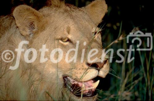 Eine Löwin nachts hautnah vor Augen, das erzeugt Adrenalinschübe. Wildlife im Shamwari Game Reserve von Mantis Collection, einem weltweit mehrfach ausgezeichneten Privat Game Reserve in Südafrika