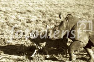 Ungewöhnliche Freundschaften im Tierreich: Das Shamwari Game Reserve von Mantis Collection, einem weltweit mehrfach ausgezeichneten Privat Game Reserve in Südafrika, hat massgeblich zum Schutz der bedrohten Nashörnern beigetragen und in am Kap der guten Hoffnung eine Pionier-Rolle übernommen. Das junge Nashorn und der Steinbock sind die besten Freunde geworden. Der Schweizer Fotojournalist Gerd Müller unterstützt das Projekt seit 1992. 