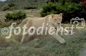 Der König der Wildnis, ein prächtiger, ausgewachsener Löwe an der Tränke beim Wasserloch im Shamwari Game Reserve von Mantis Collection, einem weltweit mehrfach ausgezeichneten Privat Game Reserve in Südafrika