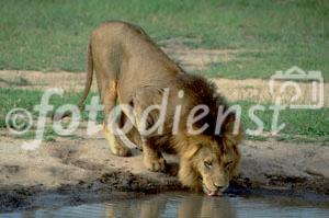 Der König der Wildnis, ein prächtiger, ausgewachsener Löwe an der Tränke beim Wasserloch im Shamwari Game Reserve von Mantis Collection, einem weltweit mehrfach ausgezeichneten Privat Game Reserve in Südafrika