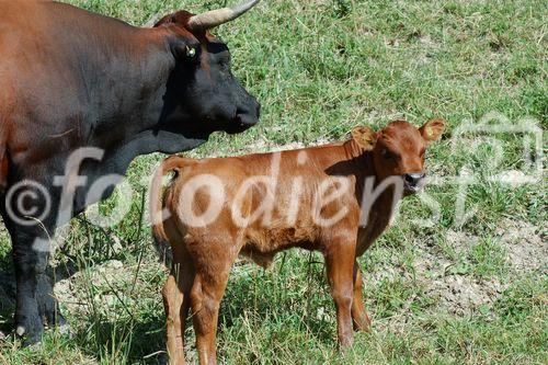 Erringer-Kühe weiden auf den Walliser Alpen, Erringer-cows in the swiss alps of the valley Wallis