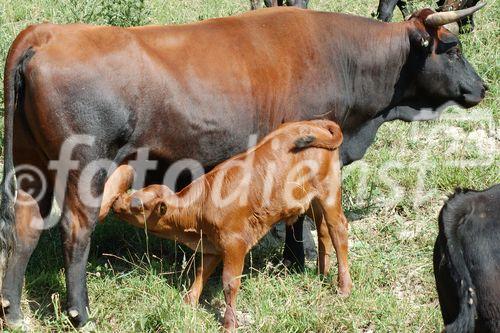 Erringer-Kühe weiden auf den walliser Alpen und säugen ihre Kälber mit frischer Milch. Erringer-cows in the swiss alps of the valley Wallis