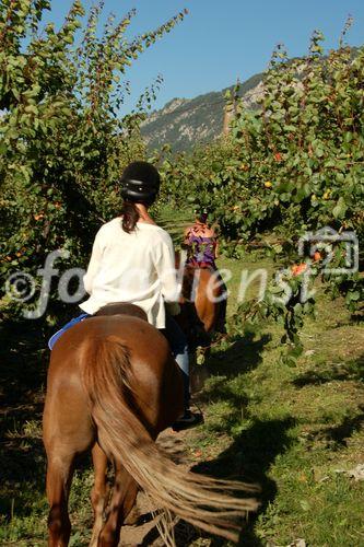 Reiter beim Ausritt durch die Pfirsich-Plantagen im Unterwallis, Horse-riders riding through the plantations of the valley of Wallis