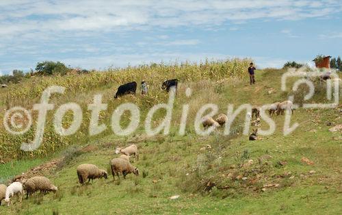 Schafzucht, Viehweiden, Anden-Bergbauern, mountain-farmer and sheep-farmers in the andines 