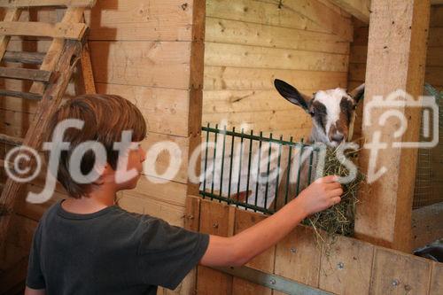 (C)fotodienst/Julia Fuchs, 19.8.2009; Gnadenhof Riefensberg Vorarlberg, geführt von Rudi Längle, Am Bild: Rudi Längle