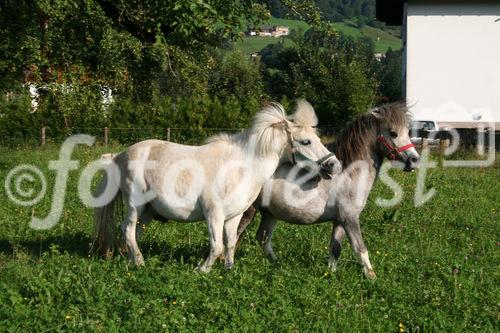 (C)fotodienst/Julia Fuchs, 19.8.2009; Gnadenhof Riefensberg Vorarlberg, geführt von Rudi Längle, Am Bild: Rudi Längle