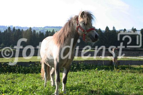 (C)fotodienst/Julia Fuchs, 19.8.2009; Gnadenhof Riefensberg Vorarlberg, geführt von Rudi Längle, Am Bild: Rudi Längle