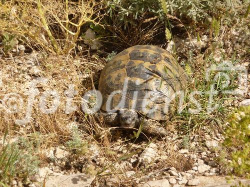 Die osttürkische Region rund um den Van-See soll mit massiven Investitionen in die touristische Infrastruktur fit für die Zukunft gemacht werden. Landschildkröten bevölkern das trockene Hochland von Anatolien.