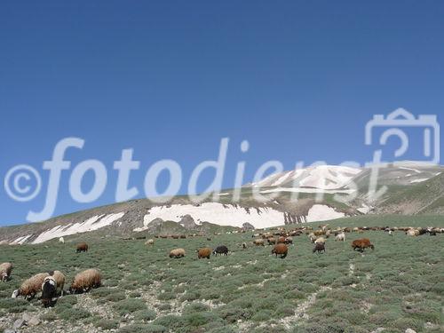 Die osttürkische Region rund um den Van-See soll mit massiven Investitionen in die touristische Infrastruktur fit für die Zukunft gemacht werden. Im Bild: Schafweiden am des erloschenen Vulkans Süphar am Van-See. 