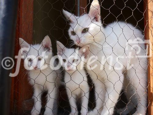 Die osttürkische Region rund um den Van-See soll mit massiven Investitionen in die touristische Infrastruktur fit für die Zukunft gemacht werden. Im Bild: Die berühmte weißfellige Van-Katze kommt aus Ost-Anatolien.