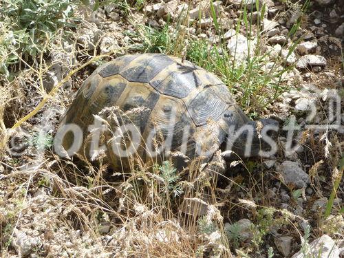 Die osttürkische Region rund um den Van-See soll mit massiven Investitionen in die touristische Infrastruktur fit für die Zukunft gemacht werden. Landschildkröten bevölkern das trockene Hochland von Anatolien.