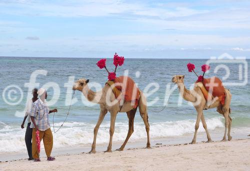 Kenyians are waiting for more tourists - not only for riding a camel at Mombasa Beach. Die Kenyaner in Mombasa warten sehnsüchtig auf die Rückkehr der Touristen