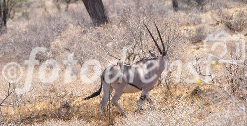 Ein Traum für Wildtier und Wildnis-Liebhaber sowie Hochzeitspaare: Joy's (Joy Adamson) Camp between Shaba & Samburu Nationalparks in Kenya am Ngiro River im Shaba & Samburu Nationalpark. 