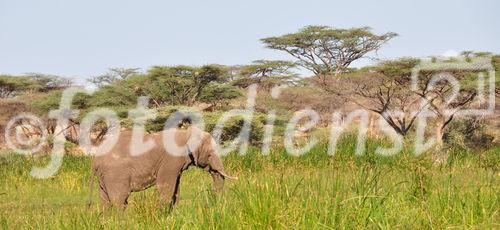 Ein einsamer Elefant streift durch den Shaba Nationalpark im Norden Kenya's